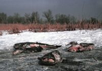 Das große Fischsterben im Jahrhundertwinter 1962-63