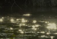 Ein Song als Aufruf: „Retten wir die Lobau!“ Ein Song als Aufruf: „Retten wir die Lobau!“