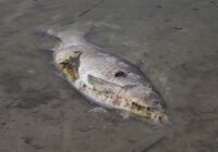 Tote Fische: irgendwie normal, aber eindeutig vermeidbar