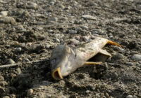 Tote Fische: irgendwie normal, aber eindeutig vermeidbar Tote Fische: irgendwie normal, aber eindeutig vermeidbar