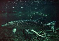 Fischfauna: Vorgaben und Pflichten einfach missachtet Fischfauna: Vorgaben und Pflichten einfach missachtet