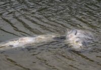 Die Märchenerzähler der Stadt Wien Die Märchenerzähler der Stadt Wien