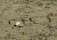 Ja, es gibt (noch) Muscheln in der Lobau!