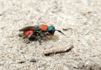 10 wundersame Insekten der Oberen Lobau