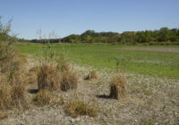 Die Untere Lobau am Ende: Was wirklich dahintersteckt Die Untere Lobau am Ende: Was wirklich dahintersteckt