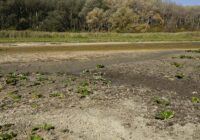 “Lobau am Limit” in Ö1 von 17. bis 21. August